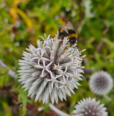 Echinops Arctic Glow White Globe Thistle 3 Plug Plants from B&Q
