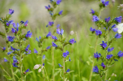  - Echium Vulgare Vipers Bugloss 6 Plug Plants Wildflower