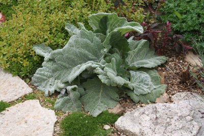 Salvia Argentea 6 Plug Plants Perennial Plants from B&Q
