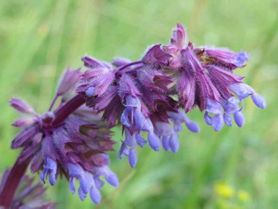 Salvia Verticillata Whorled Sage 6 Plug Plants Perennial Plants from B&Q