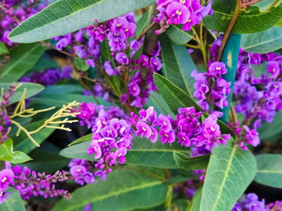 Hardenbergia Violacea 3 Plug Plants Australian Coral Pea from B&Q