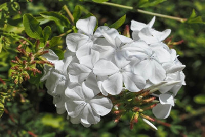 Plumbago Auriculata Alba Cape Leadwort Plug Plant from B&Q