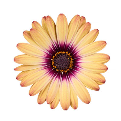 Osteospermum Painted Desert 6 Plug Plants Perennial from B&Q