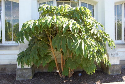Tetrapanax Papyrifer Rex Plug Plant Hardy Perennial from B&Q