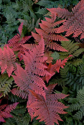 Dryopteris Koidzumiana Red Shield Fern Plug Plant from B&Q