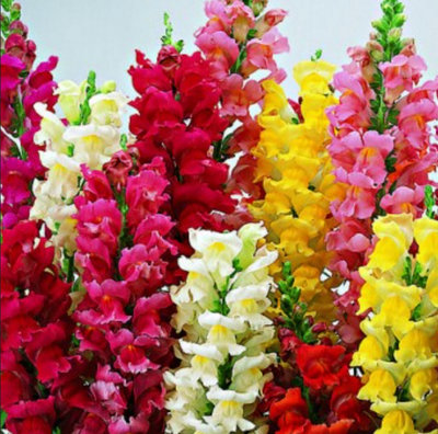 Antirrhinum Cheerio Mixed Snap Dragon Plants 6 Plug Plant from B&Q