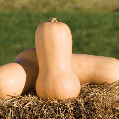 Squash Waltham Butternut 3 Plug Plants Veg from B&Q