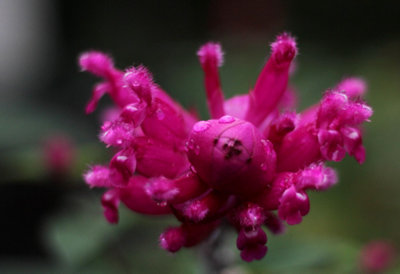 Salvia Dorisiana 3 Plug Plants Perennial Plants from B&Q