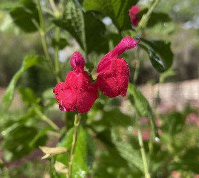 Salvia Karwinskii 3 Plug Plants Perennial Plants from B&Q