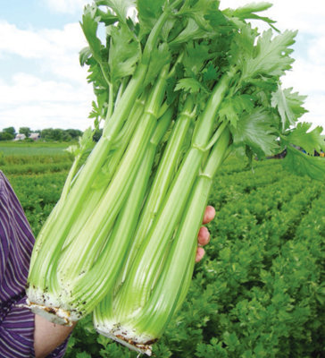 Celery Victoria F1 6 Plug Plants Vegetable Plants from B&Q