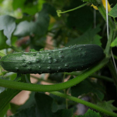 Cucumber Marketmore 3 Plug Plants from B&Q