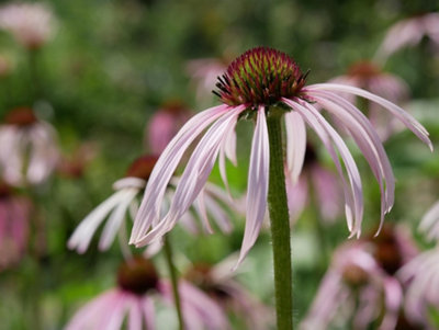  - Echinacea Pallida Coneflower 6 Plug Plants Perennial