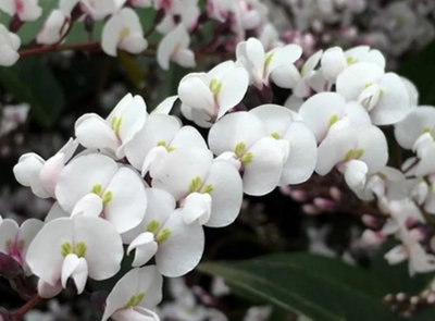 Hardenbergia Violacea Alba 3 Plug Plants White Coral Pea from B&Q