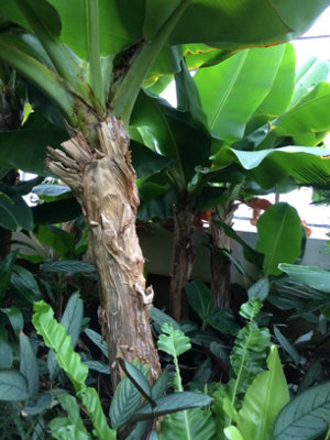 Musa Cavendish Dwarf Cavendish Banana Plug Plant from B&Q