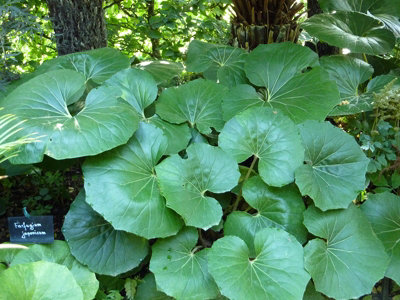 Farfugium Giganteum Plug Plant Perennial from B&Q