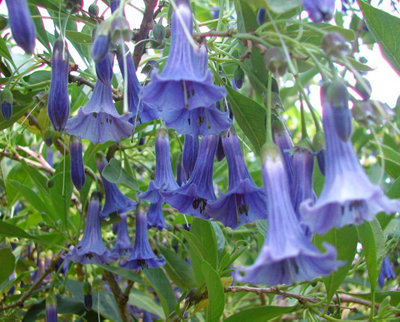 Iochroma Australis Perennial Plug Plant from B&Q