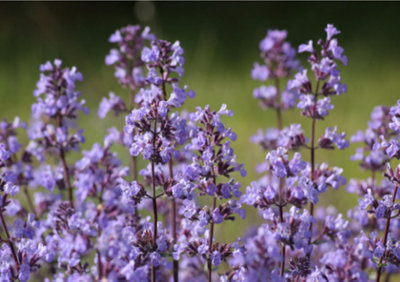 Nepeta Six Hills Giant Catmint 6 Plug Plant Perennial from B&Q