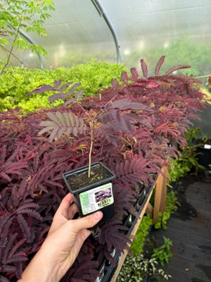 Albizia Julibrissin Summer Chocolate Mimosa Tree 9Cm Potted Plant Perennial from B&Q