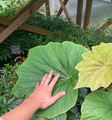 Begonia Torsa Giant Hardy Begonia 3 X Plug Plant from B&Q
