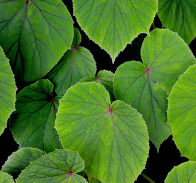 Begonia Grandis Subsp. Evansiana Hardy Begonia 3X Plug Plants Perennial from B&Q