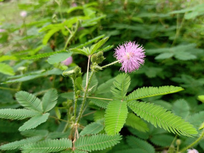 Mimosa Pudica Sensitive Plant Plug Plant from B&Q