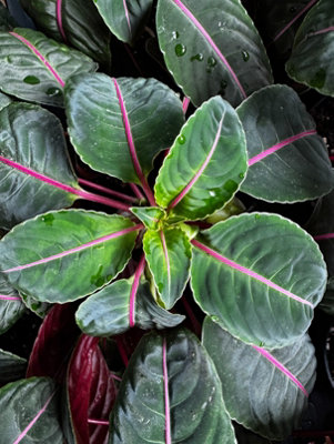 Impatiens Morsei Velvetea Parrot Plant Plug Plant from B&Q