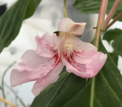 Impatiens Grandis Evergreen Impatiens Plug Plant from B&Q