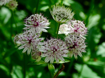  - Astrantia Major Primadonna 3 Jumbo Plug Plants Perennial