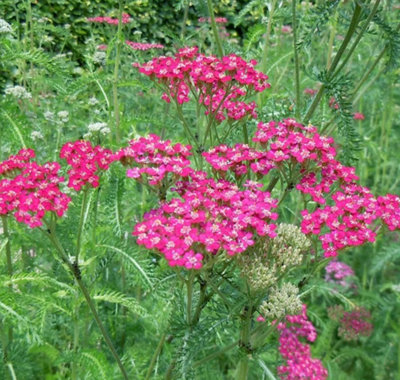  - Achillea Millefolium Cerise Queen Purple Yarrow 6 Plug Plants