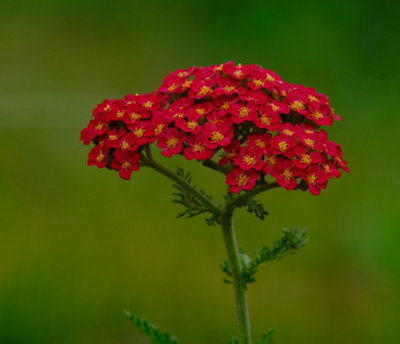 - Achillea Millefolium Cassis Red Yarrow 6 Plug Plants