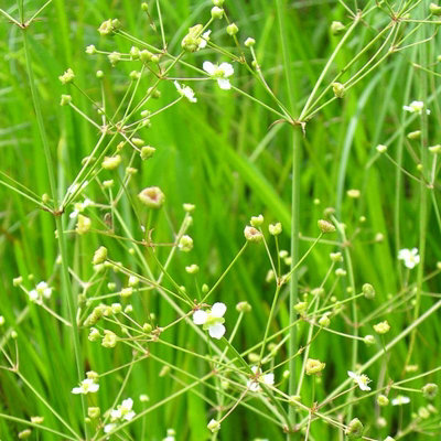 - Alisma Plantago Aquatica 6 Plug Plants  Wildflower Aquatic Plant