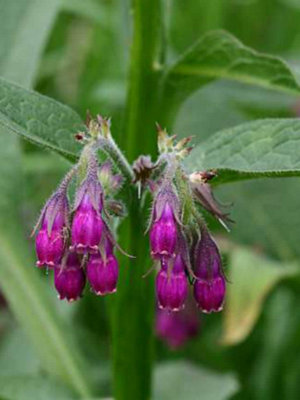  - Symphytum Officinale Common Comfrey 6 Plug Plants Wildflower
