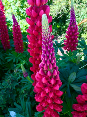  - Lupin The Pages Red 6 Plug Plants Perennial