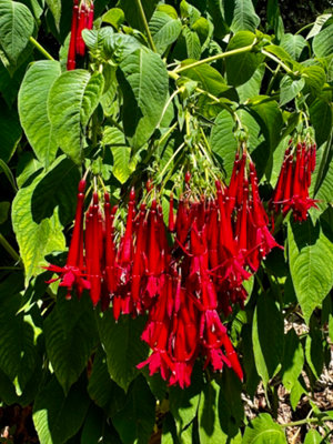 - Fuchsia Boliviana 9Cm Potted Plant Perennial