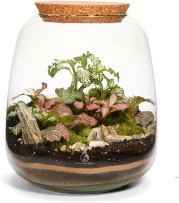 B&Q -  Terrarium H: 22 CmDiy Kit With 2 Live Plants And MossCork Lid