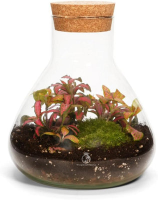 B&Q -  Terrarium Kit H: 18 CmDiy Kit With 2 Live Plants And MossCork Lid