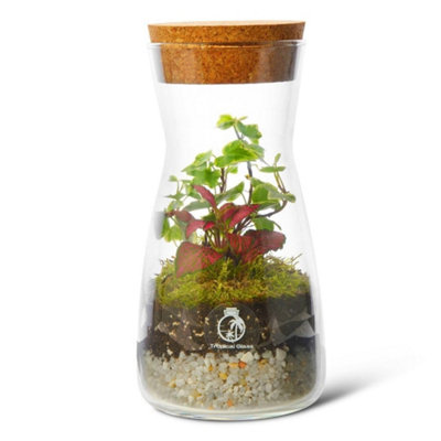 B&Q -  Terrarium H: 21 CmDiy Kit With Live Plants And MossCork Lid