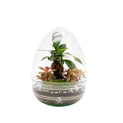 B&Q -  Bonsai Terrarium H: 21 CmDiy Kit With 2 Live Plants And MossGlass Lid