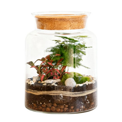 B&Q -  Terrarium H: 25 CmDiy Kit With 2 Live Plants And MossCork Lid