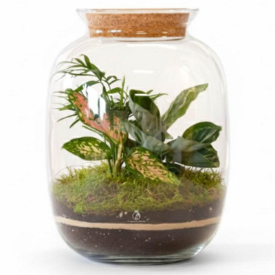 B&Q -  Terrarium With Plants H: 32 CmDiy Kit With 3 Live Plants And MossCork Lid