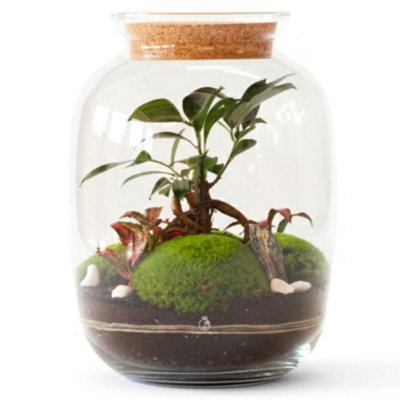B&Q -  Terrarium Kit H: 32 CmDiy Kit With 2 Live Plants And MossCork Lid