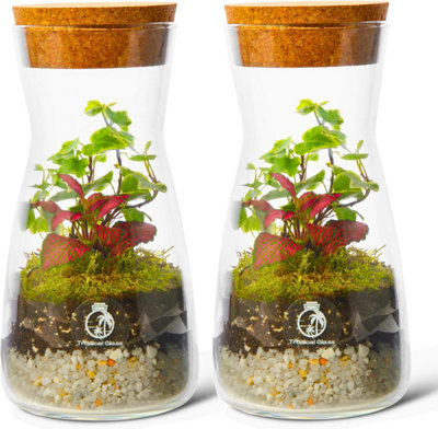 B&Q -  Duo Diy Terrarium Kit With Live Plants & Moss