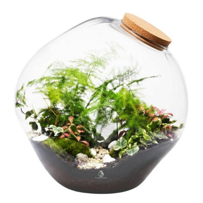 B&Q -  Terrarium With Plants H: 30 CmDiy Kit With 3 Live Plants And MossCork Lid