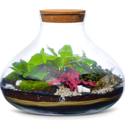 B&Q -  Large Terrarium Kit H: 26 CmDiy Kit With 6 PlantsLive Moss & Cork Lid