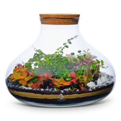 B&Q -  Diy Large Terrarium Kit With Live PlantsMoss & Cork Lid