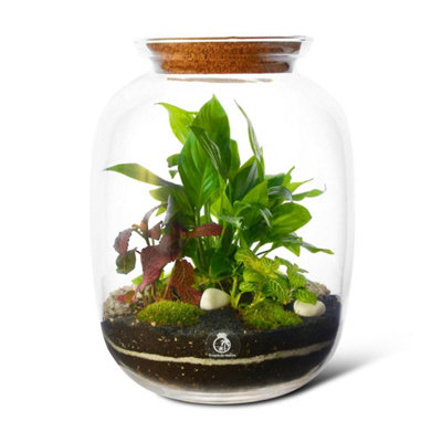 B&Q -  Diy Terrarium Kit With 3 Live Plants & MossH: 32 Cm GlassCork Lid