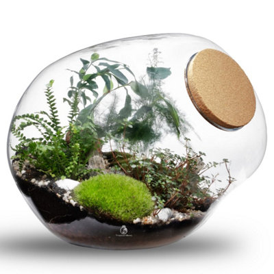 B&Q -  Xl Bonsai Terrarium Kit H: 30 CmDiy Kit With Live PlantsMoss And Cork Lid