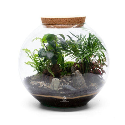 B&Q -  Bonsai Diy Terrarium KitH: 23 Cm Glass With Cork Lid