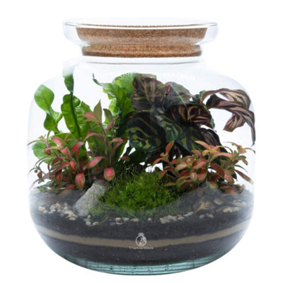 B&Q -  Diy Terrarium Kit With 3 Live PlantsMossH: 25 Cm GlassCork Lid
