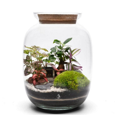 B&Q -  Closed Diy Terrarium Kit With Live Bonsai H: 32 Cm GlassCork Lid